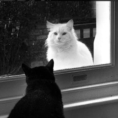 white and (me)