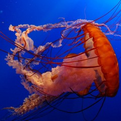 -҉҉-҉҉-҉҉-҉҉-҉҉-҉҉-҉҉-҉҉-҉҉-҉҉-҉҉-҉҉