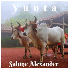 Yunta