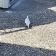 電気的に中性のピアノ