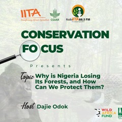 Why is Nigeria Losing Its Forests, and How Can We Protect Them? (International Day of Forest)