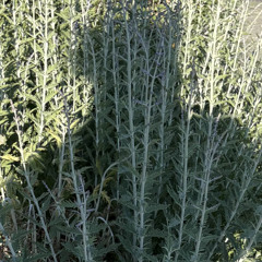 poster boy draft 6-8