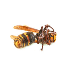 Wasp