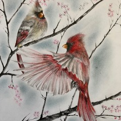 Birds of Howard Cincinnati (Public Solo)