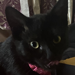 Black Cat (from my grave)