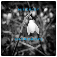 snowdrops