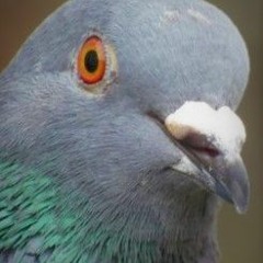 Peter the pacifist pigeon