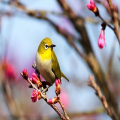 My Beautiful Bird