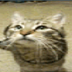 Untitled Meow