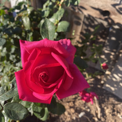 Dj Payaso(Hoon) Mambo Mix