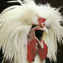 COCO RICO MAIS  JE SUIS PAS FRANCAIS