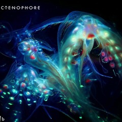 Ctenophore