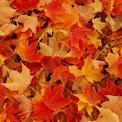 jean jacket (prod. falak)