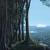 Artwork for Ceiba Pentandra (Stamps Arrangement)