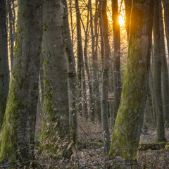 Organetta, lost in the Woods (Disquiet0745)