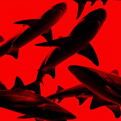 Sharks
