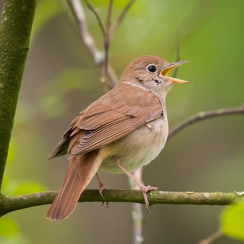 Nightingale Call British Bird Sounds - song and lyrics by Dr