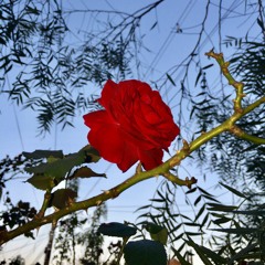 YESTERDAY ($80) RnB BPM 80