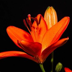 Lighta (Feat. Velleese) - Some Flowers Bloom