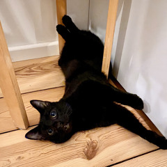 Bender meowing