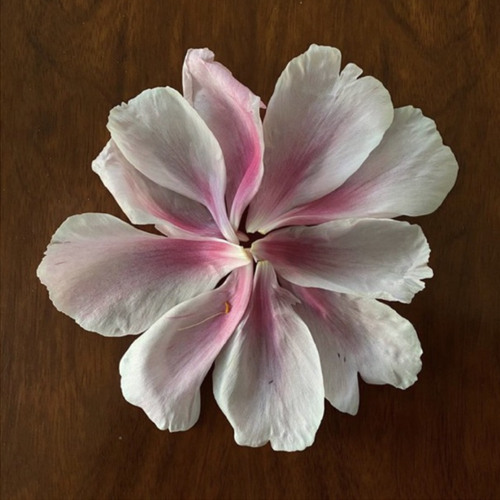 أحتفل بالجرح