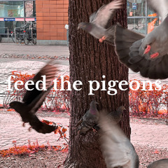 feed the pigeons