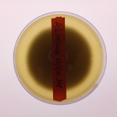 Waveshape Synthesis of Fungal Growth (Short Sample)