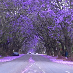 Jacaranda Mix 2020