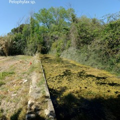 Pelophylax Sp. Shy conversations between frogs.  (Stereo)