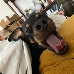 House die Maus