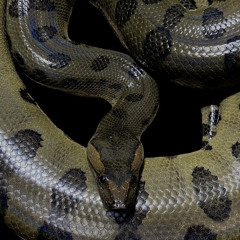 Fright (Prod. CODEINECXN)