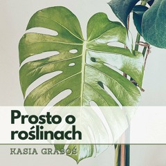 POR3: Monstera - jak podlewać, pielęgnować i kiedy przesadzić?