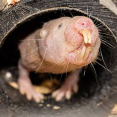 Whimper Rat