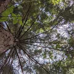Rainstorm Under Juniper