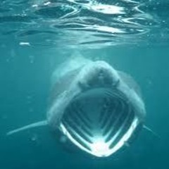 SharkPog