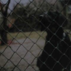 chained