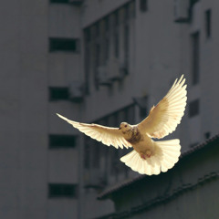 Ep. 507 Meditazione per la pace