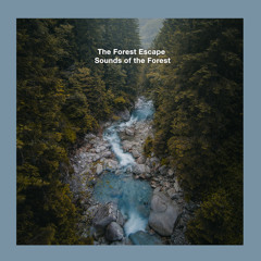 Forest Stream and Ambience