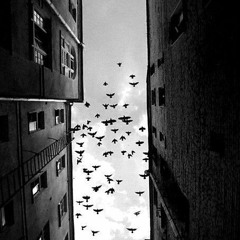 Ryan Bingham - How Shall A Sparrow Fly (From HOSTILES) (Acoustic)