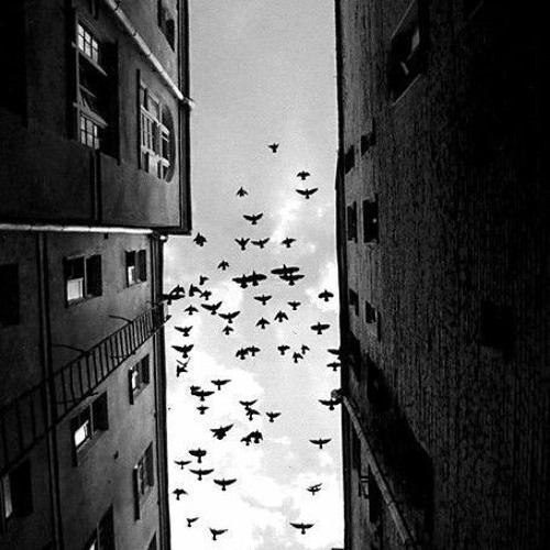 Ryan Bingham - How Shall A Sparrow Fly (From HOSTILES) (Acoustic)