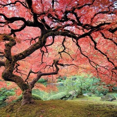 SOUNDSIZE [PROD. SXARRO]