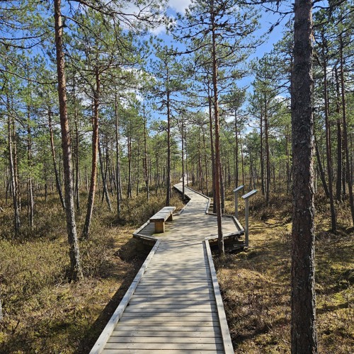 Mõtte Luule