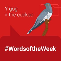 Y gog - the cockoo