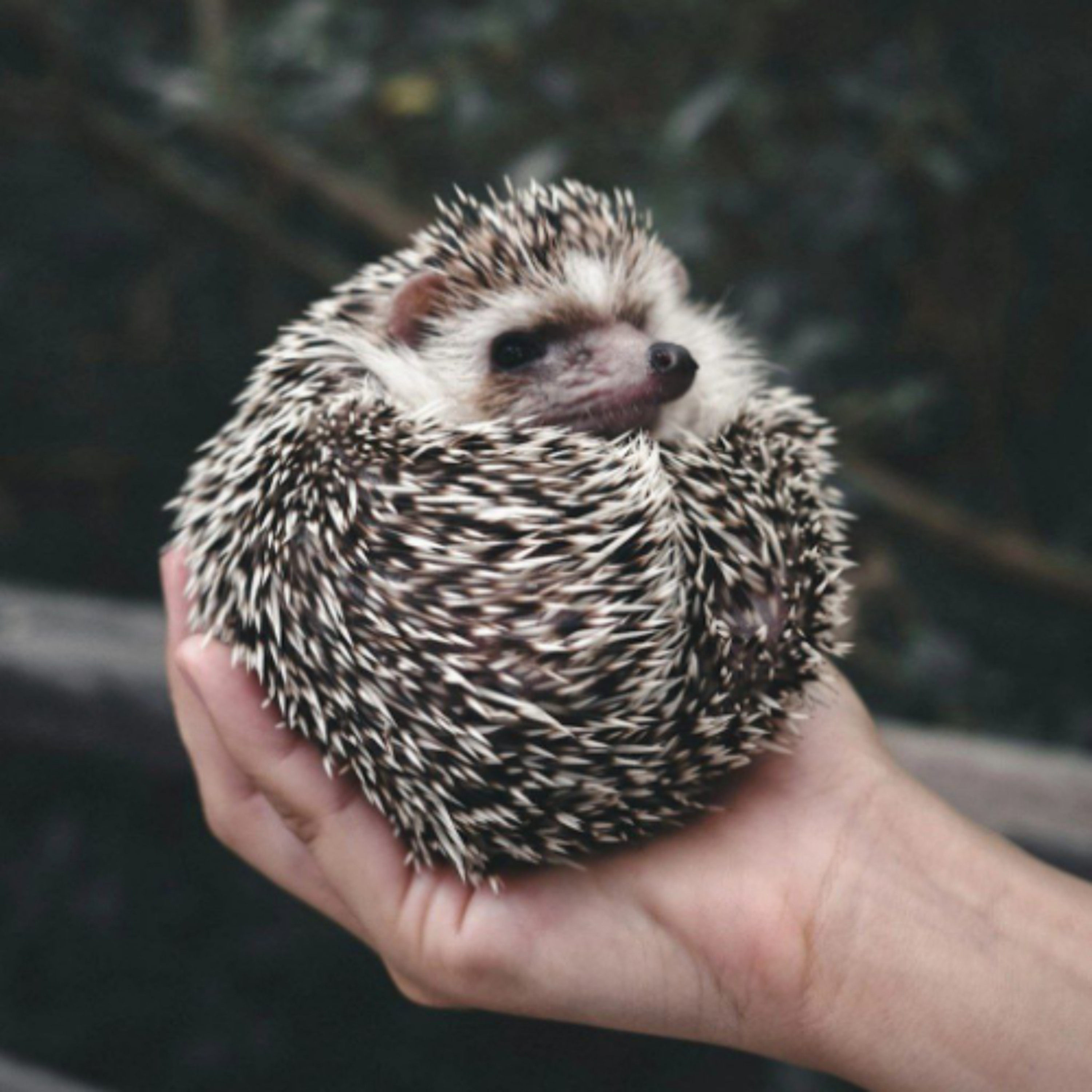 Костричитися