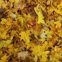 If Music Presents You Need This w/ Jean-Claude 231125