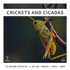 CRICKETS AND CICADAS - Preview
