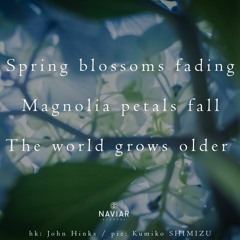 haiku #432: Spring blossoms fading / Magnolia petals fall / The world grows older