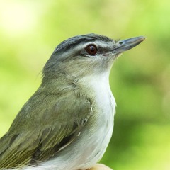 Red-eyed Vireo