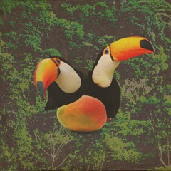 Tropical Bird Songs @ Envision Festival 2023
