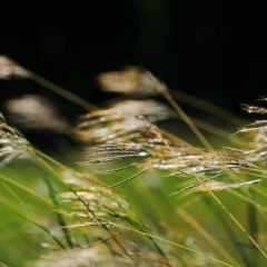 Summer Breeze